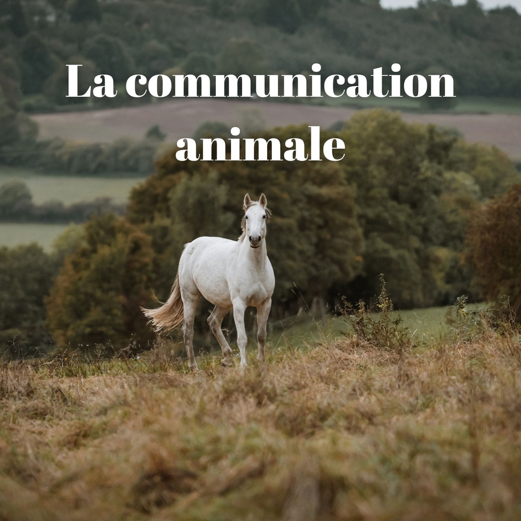 Communication animale 